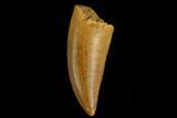 Serrated, Raptor Tooth - Real Dinosaur Tooth #130364-1